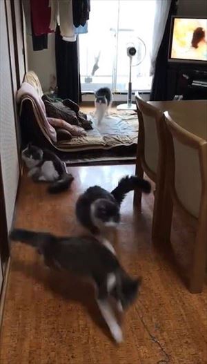 「ごはん」に集まる猫ちゃんたち