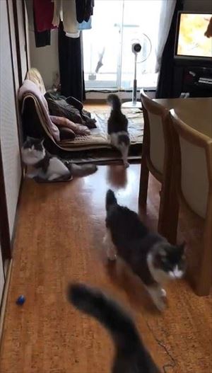 「ごはん」に集まる猫ちゃんたち