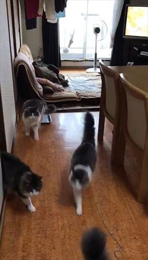 「ごはん」に集まる猫ちゃんたち