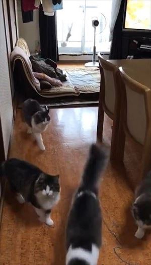 「ごはん」に集まる猫ちゃんたち