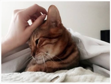 藤原紀香 ネコ 猫 マーシャ ペット ブログ