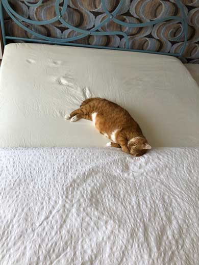 眠い猫
