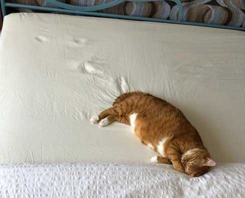 左上 歩いて 力尽きた 猫 ベッド あしあと ポーズ 寝姿 顔