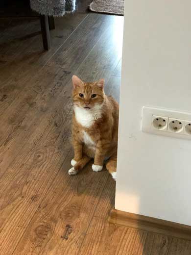左上 歩いて 力尽きた 猫 ベッド あしあと ポーズ 寝姿 顔