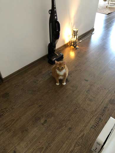 左上 歩いて 力尽きた 猫 ベッド あしあと ポーズ 寝姿 顔