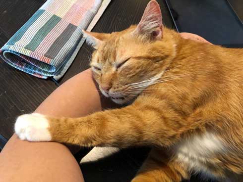 左上 歩いて 力尽きた 猫 ベッド あしあと ポーズ 寝姿 顔