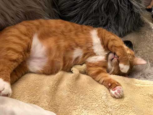 左上 歩いて 力尽きた 猫 ベッド あしあと ポーズ 寝姿 顔