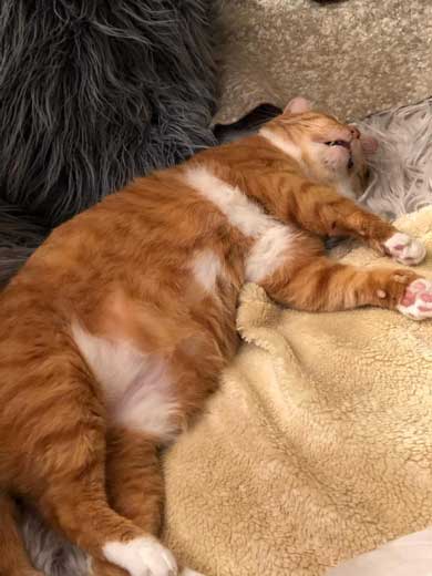 左上 歩いて 力尽きた 猫 ベッド あしあと ポーズ 寝姿 顔