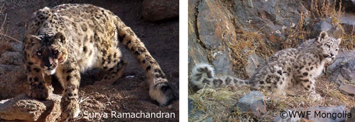 ユキヒョウの写真2枚並び