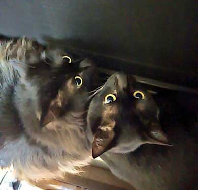 ドローン 初めて見た 猫 黒猫 目 まるい 瞳 ジジ