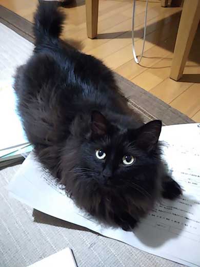 ドローン 初めて見た 猫 黒猫 目 まるい 瞳 ジジ