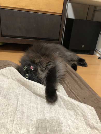 ドローン 初めて見た 猫 黒猫 目 まるい 瞳 ジジ