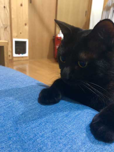 ドローン 初めて見た 猫 黒猫 目 まるい 瞳 ジジ