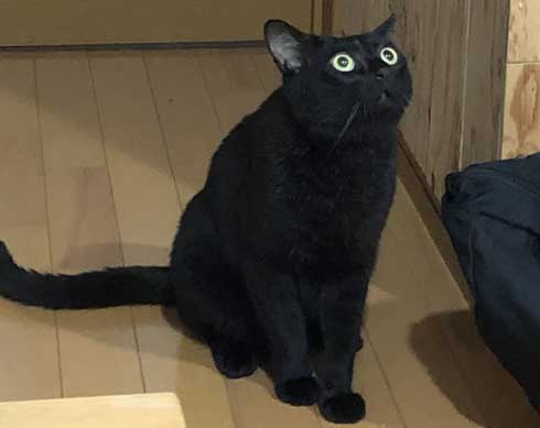 ドローン 初めて見た 猫 黒猫 目 まるい 瞳 ジジ