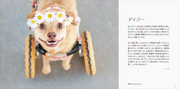 みんなイヌ、みんなネコ