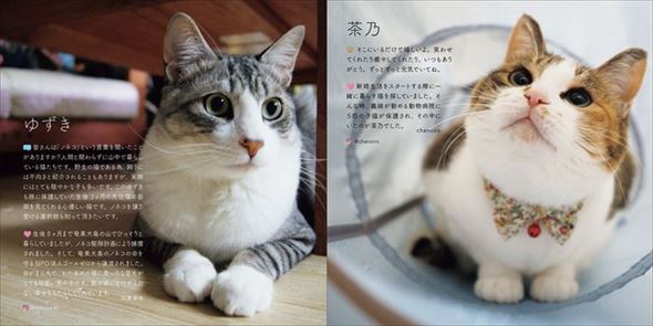 みんなイヌ、みんなネコ