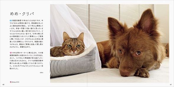 みんなイヌ、みんなネコ