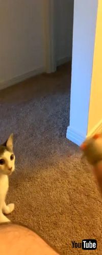 とってこーいで遊ぶネコちゃん