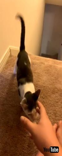 とってこーいで遊ぶネコちゃん