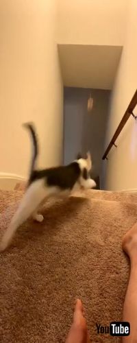 とってこーいで遊ぶネコちゃん