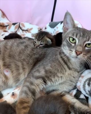 猫