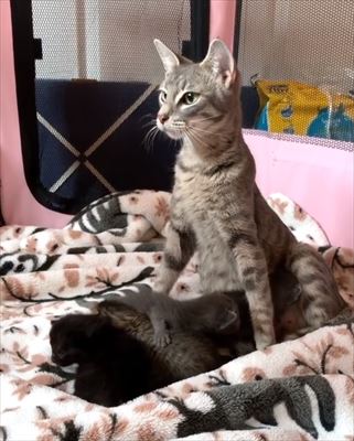 猫