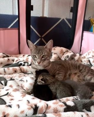 猫