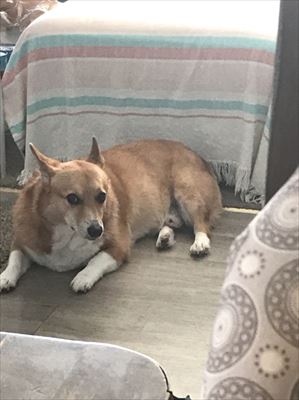 犬
