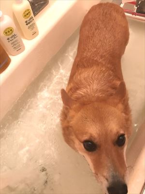 犬