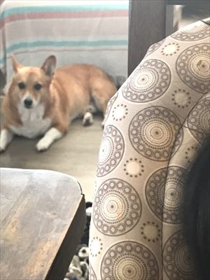 犬