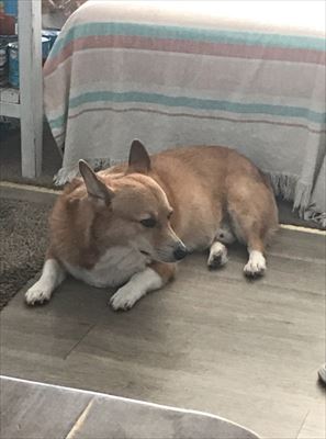 犬