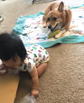 犬