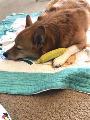 犬