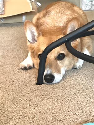 犬