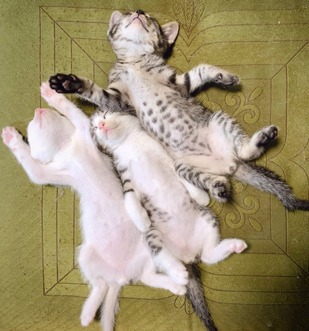 斜めでだらける子猫さん