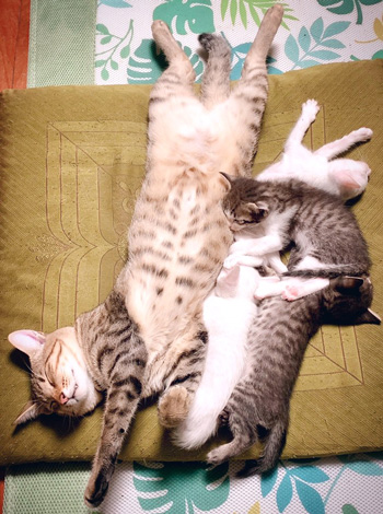 猫のヒラキ中