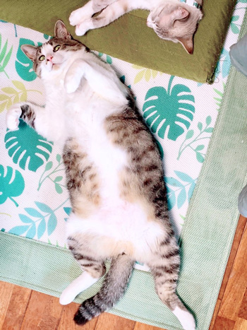 猫のヒラキ特大