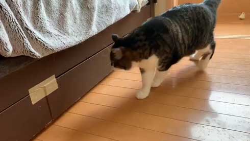 ベッドの下 開かない理由 気付いた 猫 入り込む ガムテープ はがす 引きだし 賢い
