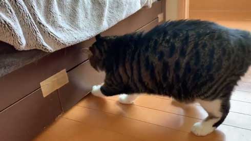ベッドの下 開かない理由 気付いた 猫 入り込む ガムテープ はがす 引きだし 賢い