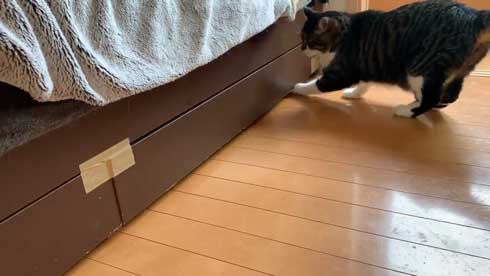 ベッドの下 開かない理由 気付いた 猫 入り込む ガムテープ はがす 引きだし 賢い