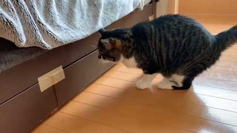 ベッドの下 開かない理由 気付いた 猫 入り込む ガムテープ はがす 引きだし 賢い