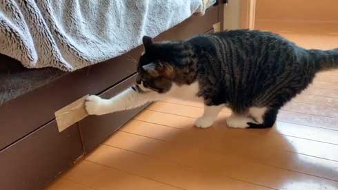 ベッドの下 開かない理由 気付いた 猫 入り込む ガムテープ はがす 引きだし 賢い