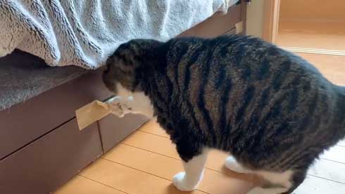 ベッドの下 開かない理由 気付いた 猫 入り込む ガムテープ はがす 引きだし 賢い