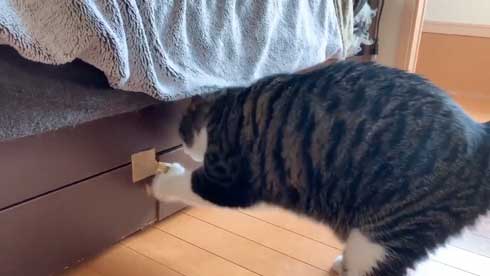 ベッドの下 開かない理由 気付いた 猫 入り込む ガムテープ はがす 引きだし 賢い