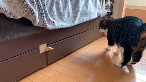 ベッドの下 開かない理由 気付いた 猫 入り込む ガムテープ はがす 引きだし 賢い