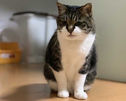 ベッドの下 開かない理由 気付いた 猫 入り込む ガムテープ はがす 引きだし 賢い