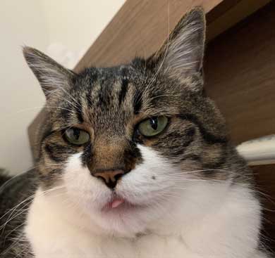 ベッドの下 開かない理由 気付いた 猫 入り込む ガムテープ はがす 引きだし 賢い