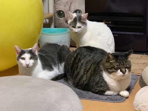 ベッドの下 開かない理由 気付いた 猫 入り込む ガムテープ はがす 引きだし 賢い