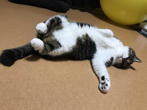 ベッドの下 開かない理由 気付いた 猫 入り込む ガムテープ はがす 引きだし 賢い