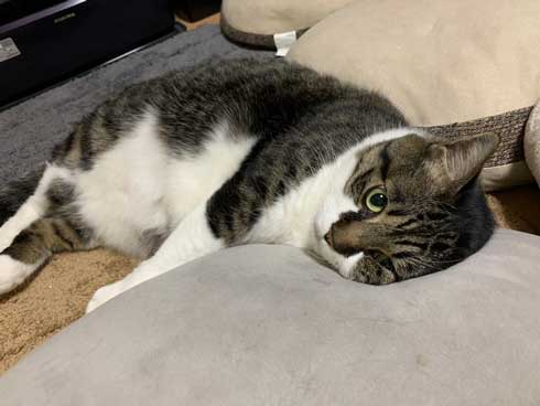 ベッドの下 開かない理由 気付いた 猫 入り込む ガムテープ はがす 引きだし 賢い